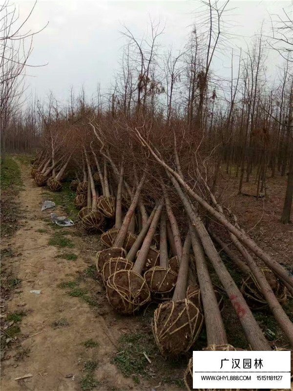 水杉幼苗的管理(圖2)