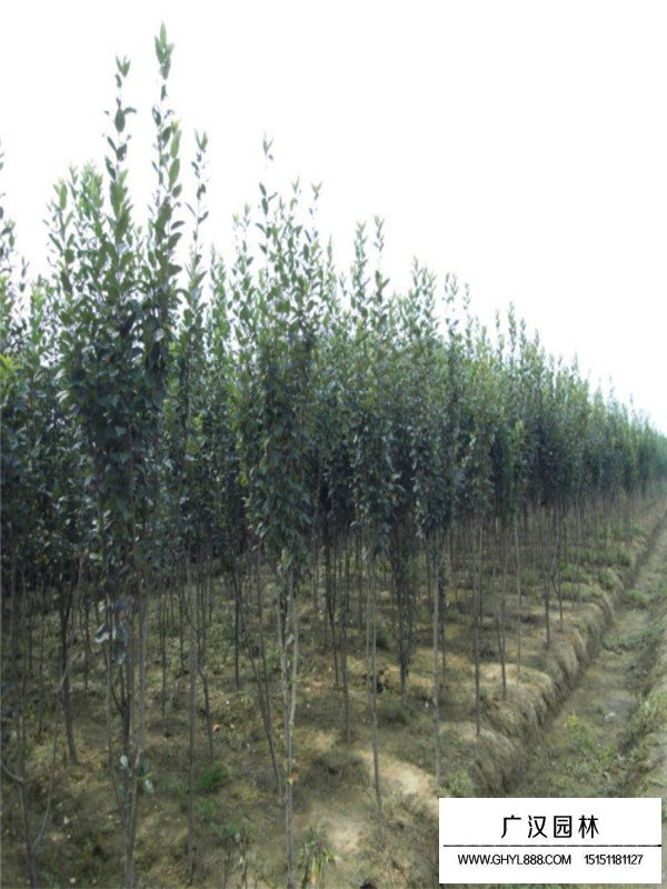 5cm西府海棠的價格(圖4)