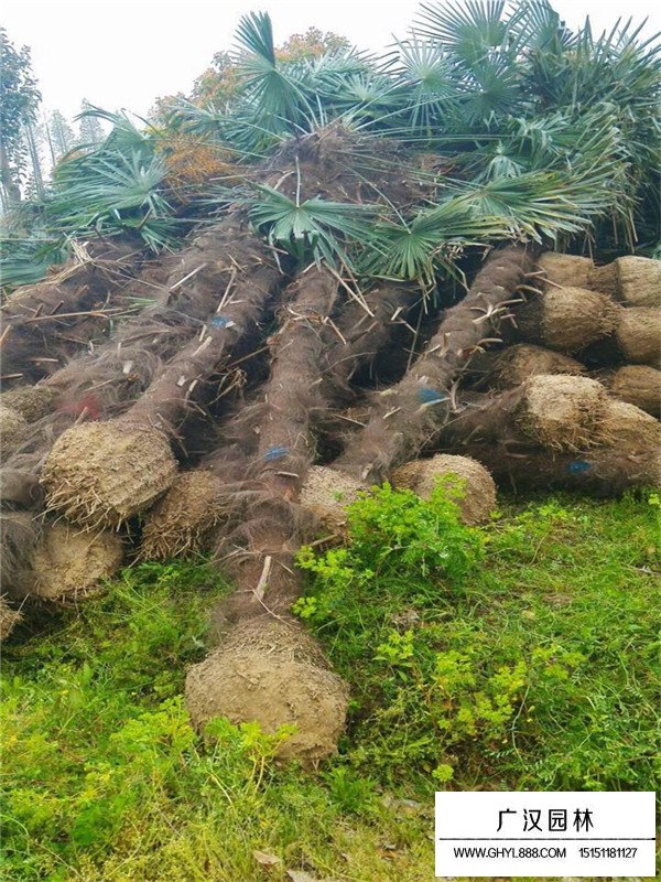 不同高度棕櫚樹價格(圖1)