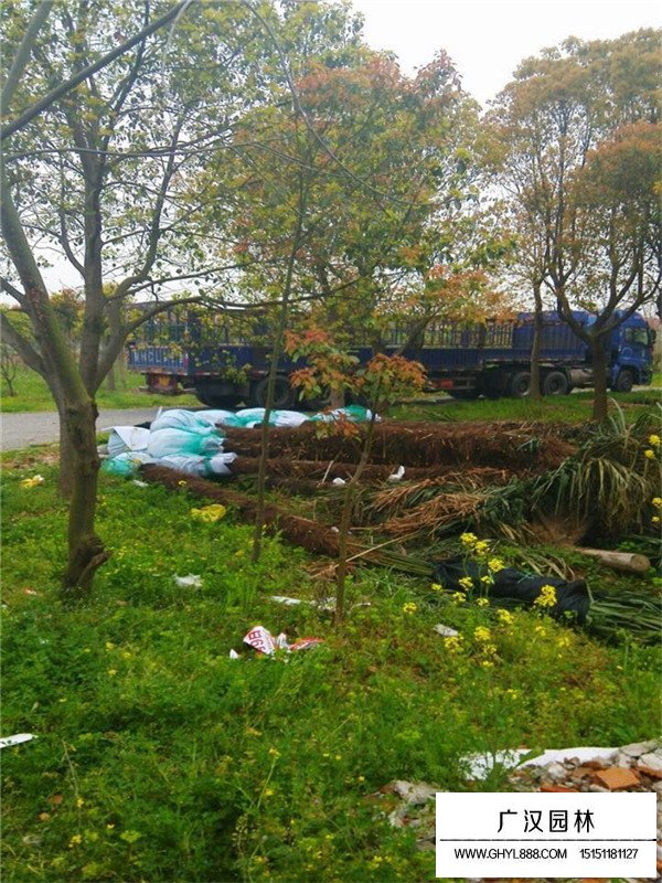 不同高度棕櫚樹價格(圖2)