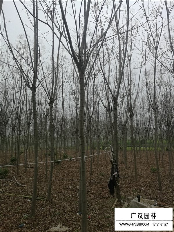 不同規(guī)格欒樹的價格(圖2)