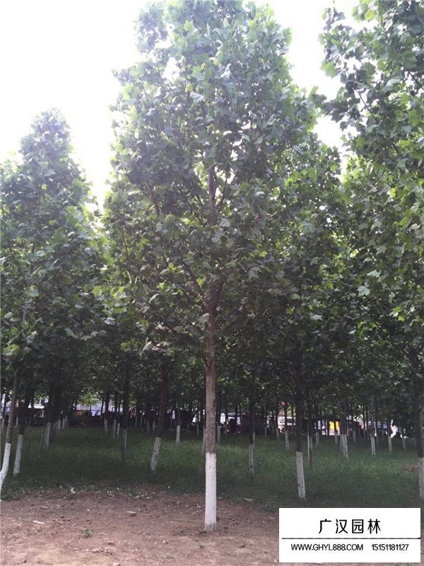 速生法桐的實(shí)用功能(圖1)