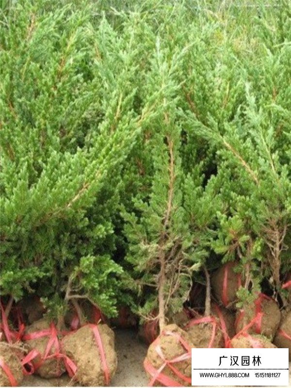 鋪地柏的生長環(huán)境(圖3)