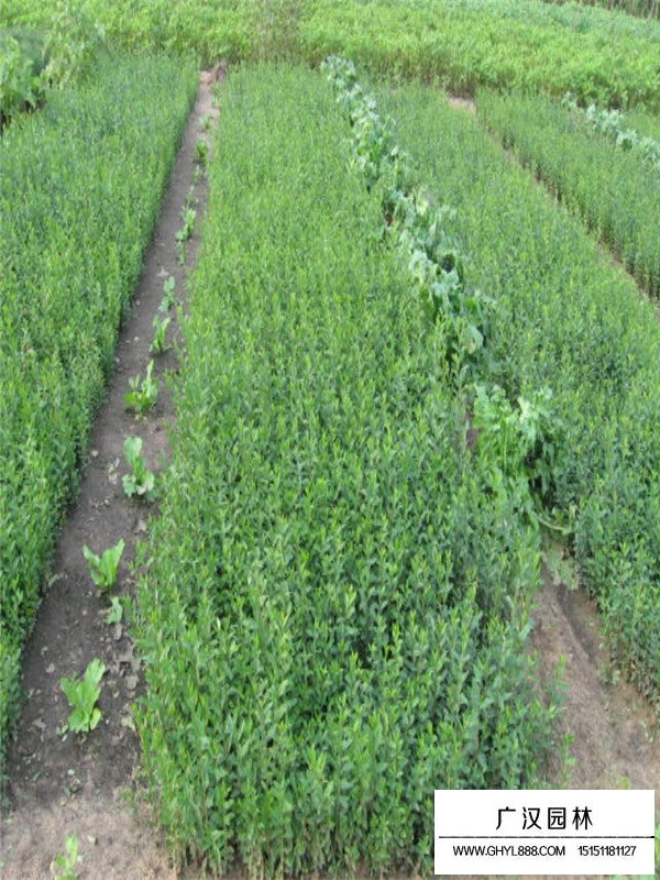 水蠟苗去哪里批發(fā)(圖2)