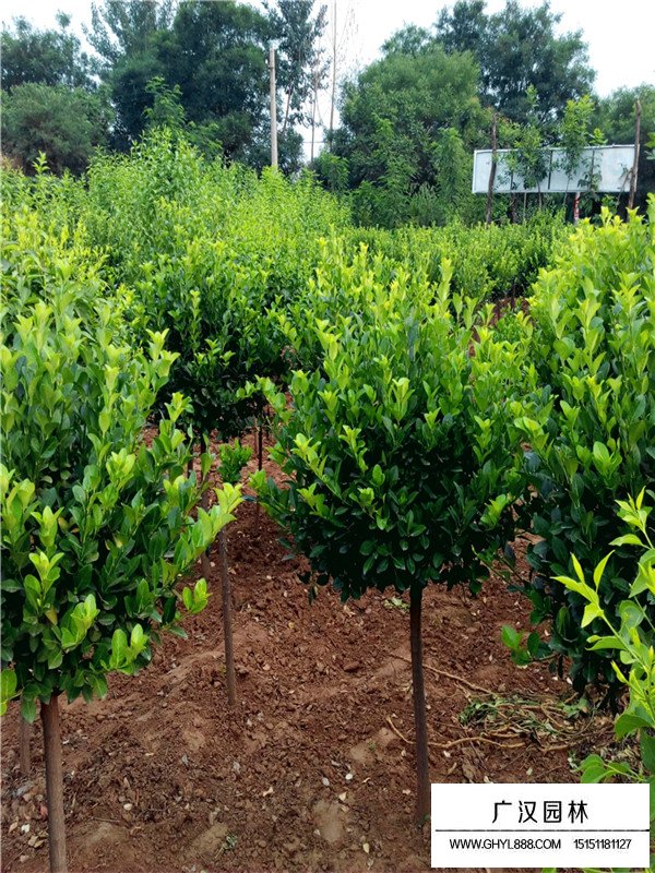 不同規(guī)格衛(wèi)矛球的價格(圖2)