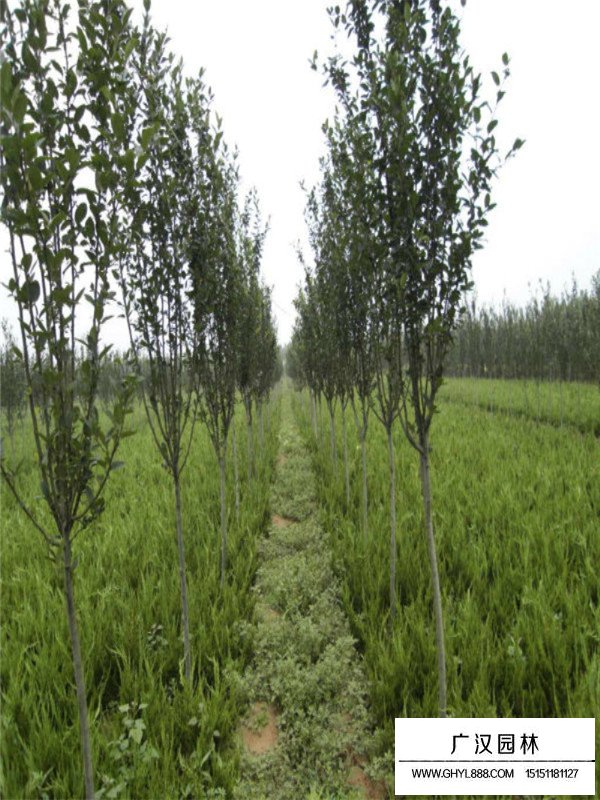 西府海棠的功效(圖2)