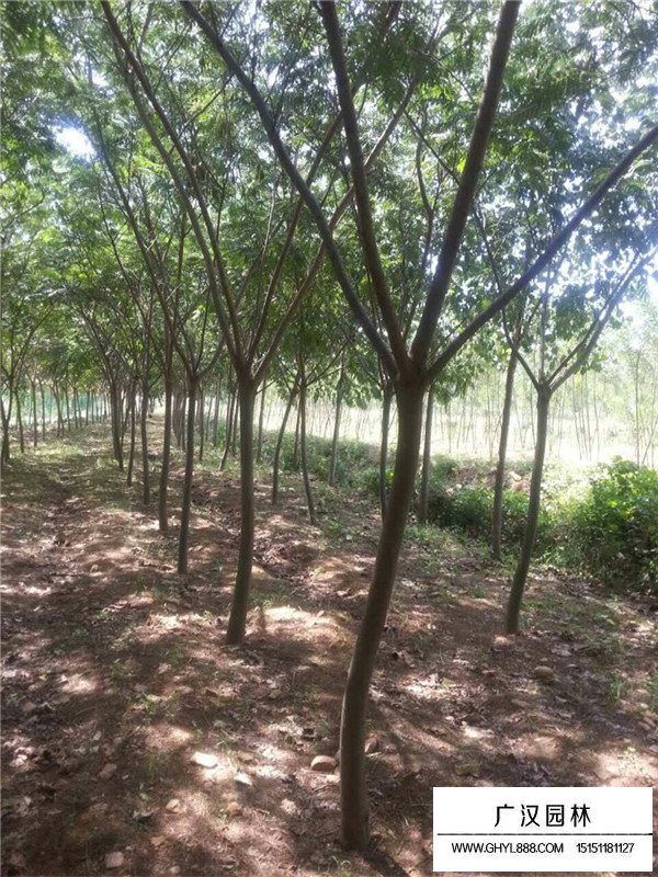 不同米徑合歡價(jià)格(圖1)