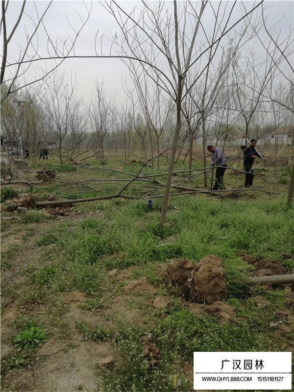 不同米徑合歡價(jià)格(圖3)