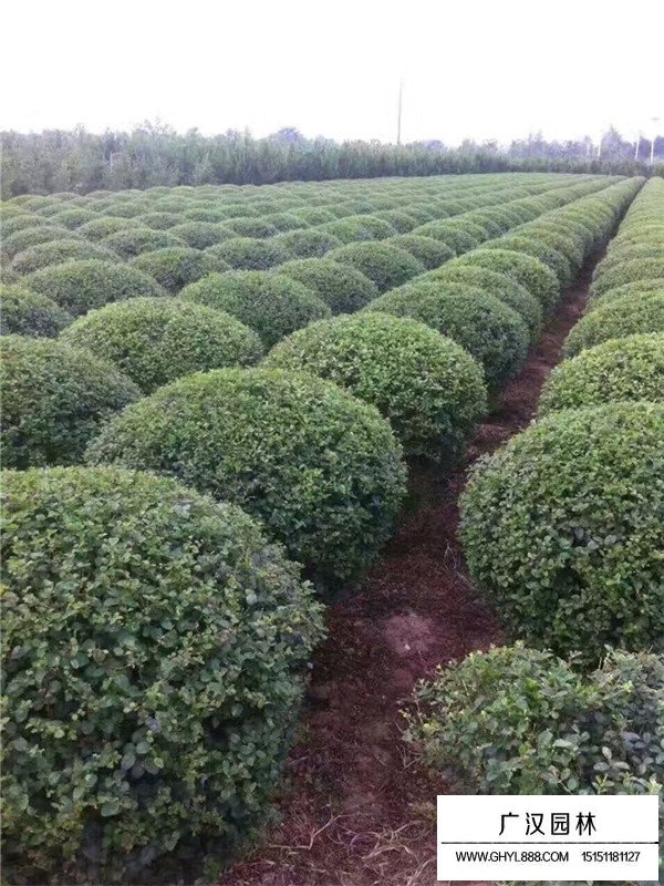 小葉女貞球的價(jià)格(圖2)