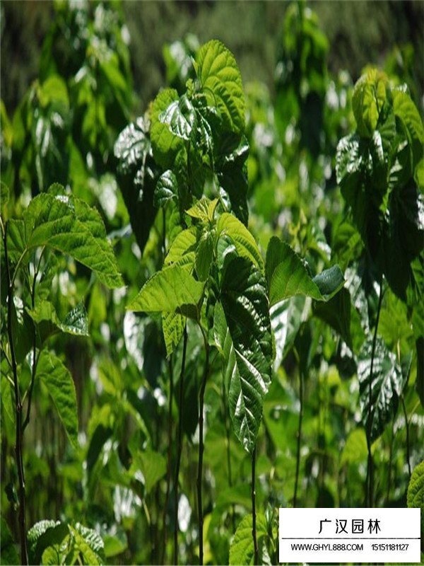 桑樹幼苗的種植技術(shù)(圖2)