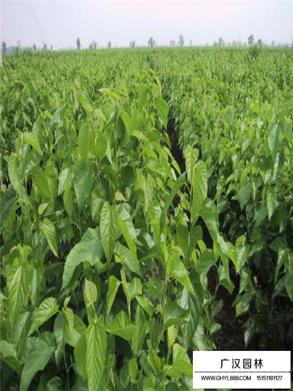 桑樹幼苗的種植技術(shù)(圖3)