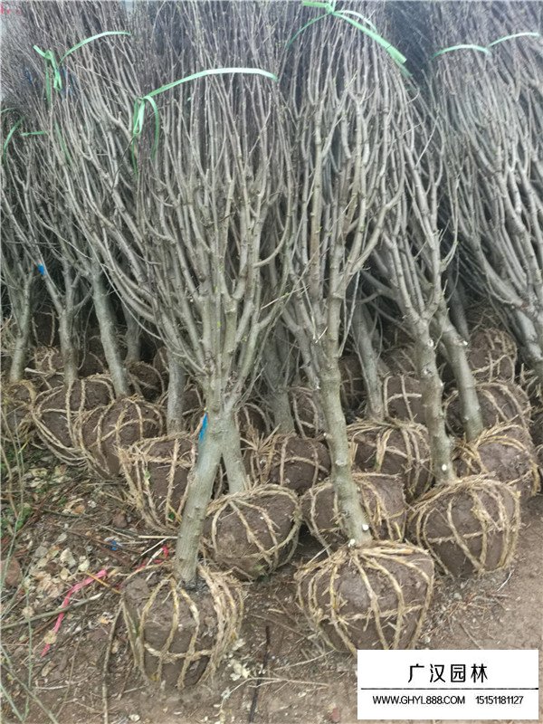 不同規(guī)格木槿的價格(圖1)