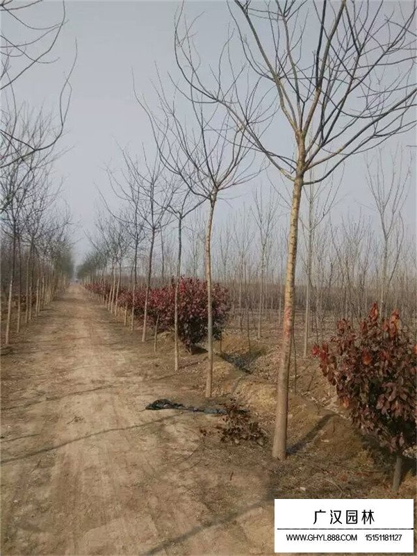 金葉國槐不同規(guī)格的價格(圖2)