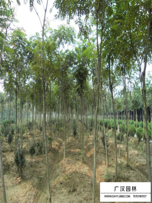 千頭椿的繁殖方法(圖1)