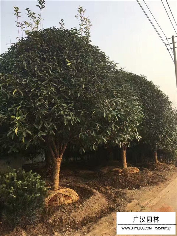 四季桂不太規(guī)格的價(jià)格(圖3)