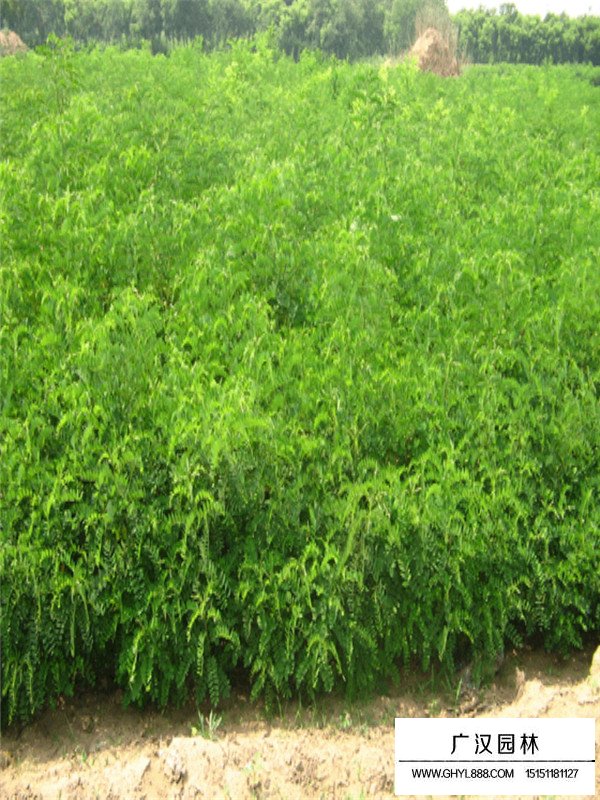 不同規(guī)格紫穗槐價格(圖3)