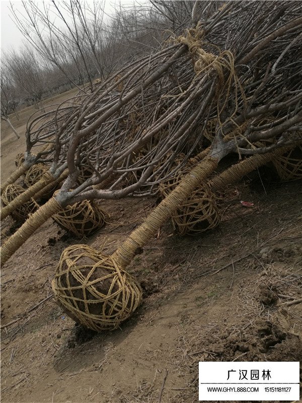 日本晚櫻樹的基本形態(tài)(圖2)