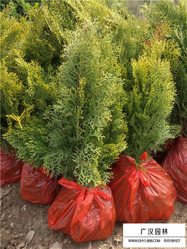 灑金柏的養(yǎng)護(圖1)