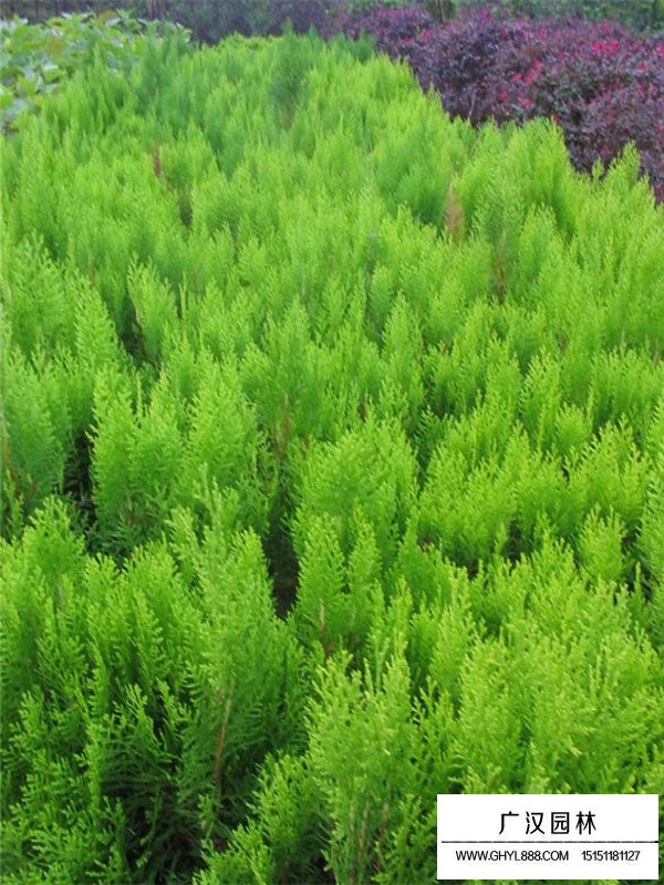 灑金柏的養(yǎng)護(圖3)