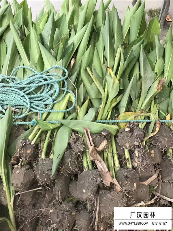 美人蕉的作用(圖4)