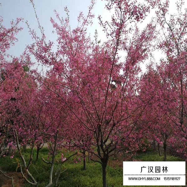 冬紅海棠的形態(tài)(圖1)