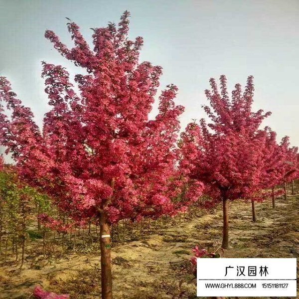 冬紅海棠的形態(tài)(圖2)