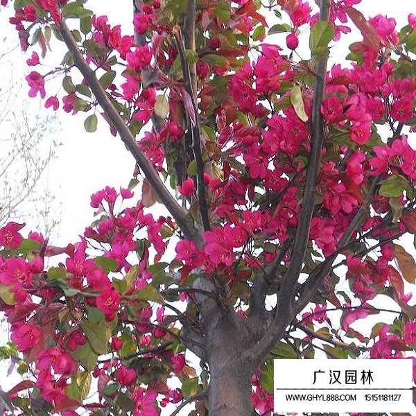 冬紅海棠的形態(tài)(圖3)