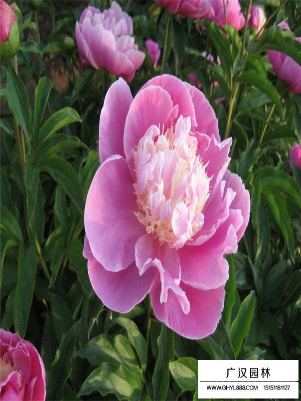 芍藥適宜生長的溫度(圖3)