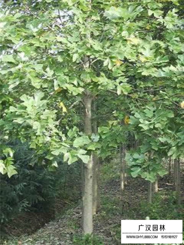 馬褂木的種植維護(圖2)