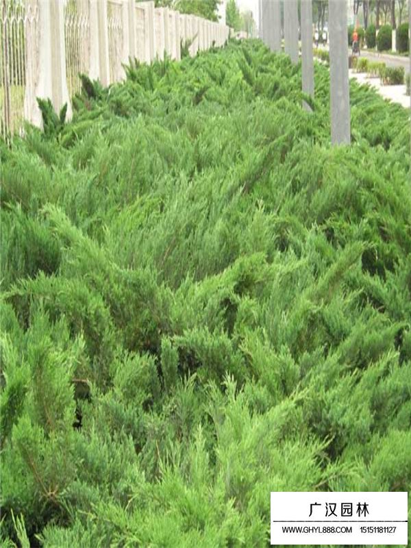 沙地柏種植環(huán)境(圖3)