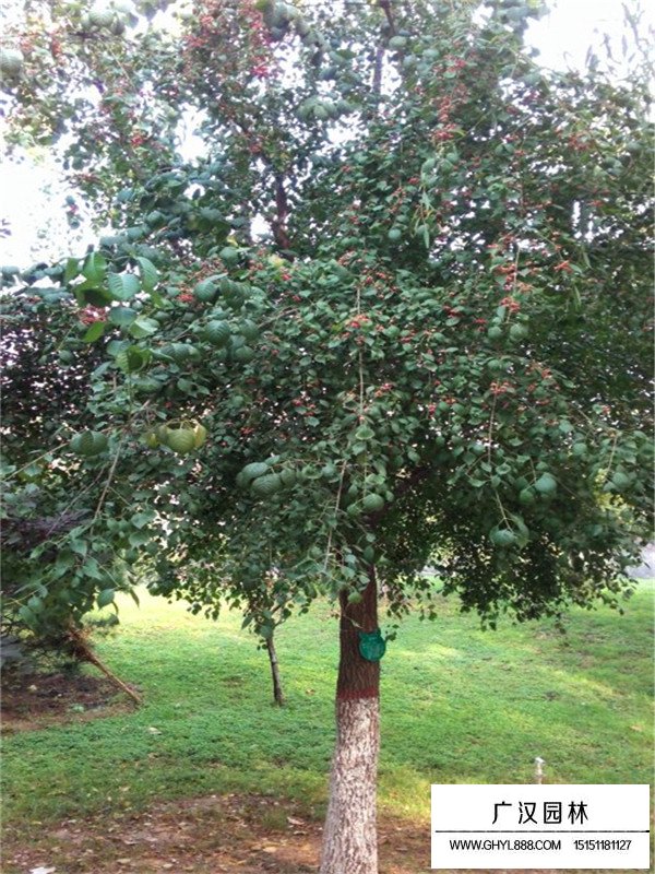 絲綿木種子怎么處理(圖3)