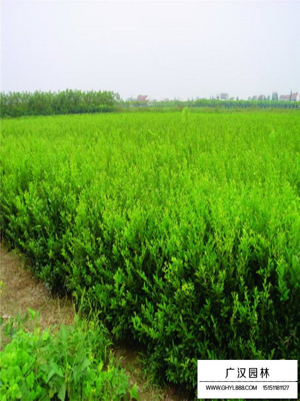 批發(fā)小葉女貞(圖2)