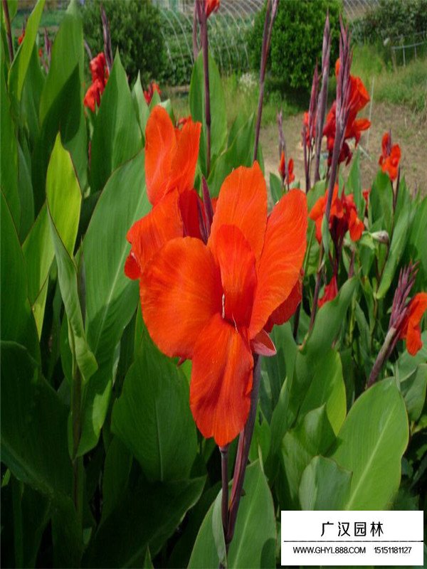 不同美人蕉的價(jià)格(圖2)