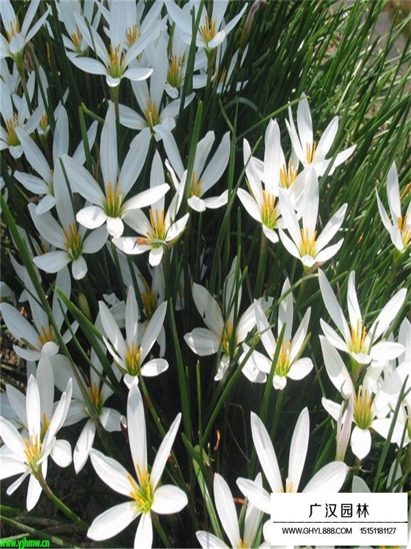 蔥蘭有什么花語(圖1)