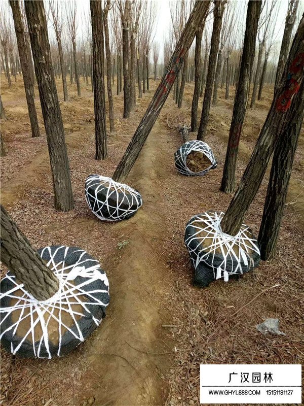 香花槐怎么種植(圖2)