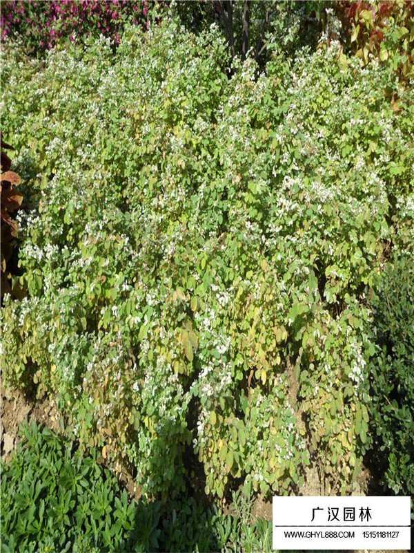 珍珠梅的生存環(huán)境(圖1)