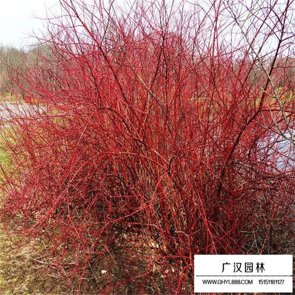 紅端木的實(shí)際用途(圖3)