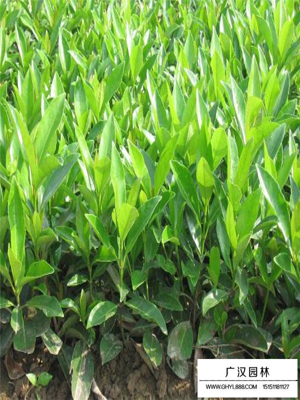 不同高度法國(guó)冬青價(jià)格(圖2)