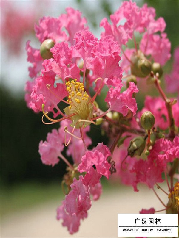 日本矮紫薇的實用價值(圖3)
