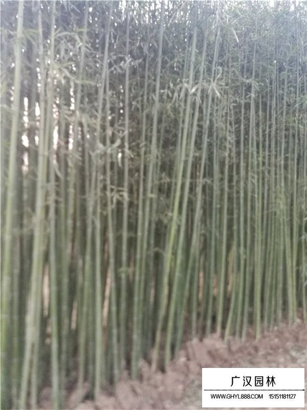 早園竹去哪里批發(fā)(圖1)