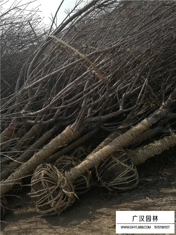 日本晚櫻苗如何繁殖？(圖2)