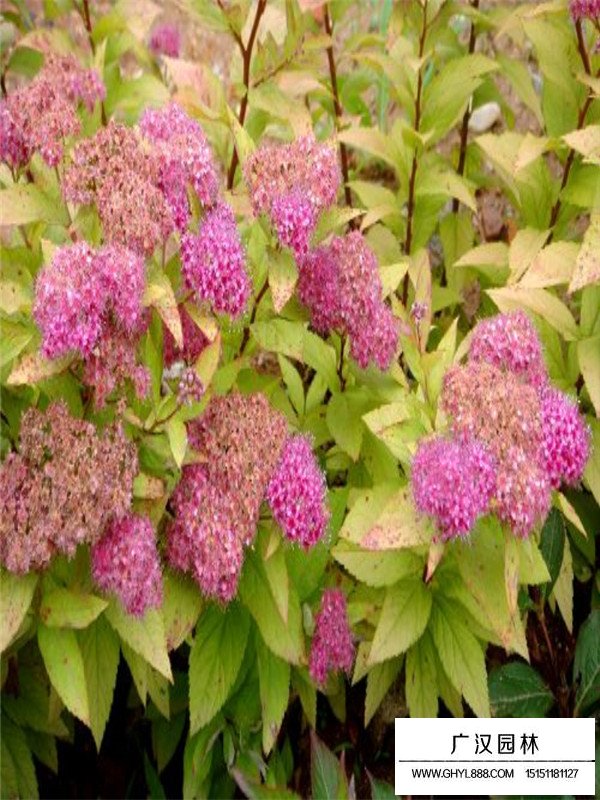 繡線菊幼苗(圖2)