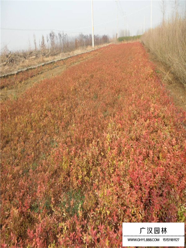 繡線菊幼苗(圖3)