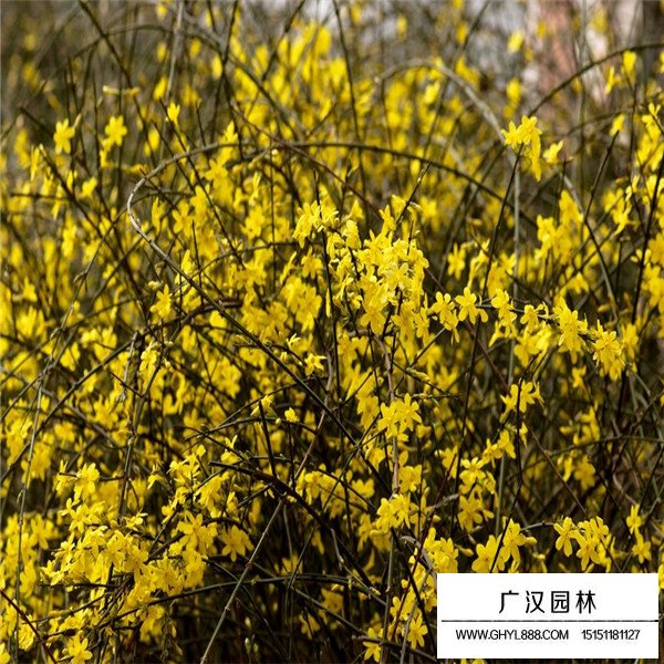 不同規(guī)格迎春花價格(圖2)