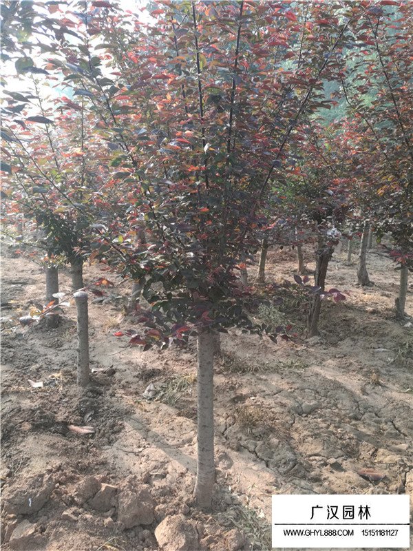 不同規(guī)格美人梅的價格(圖3)