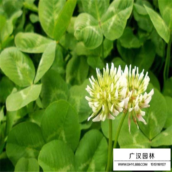 不同等級白三葉種子的價格(圖3)