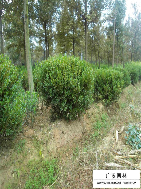 不同冠幅小葉黃楊球價格(圖2)