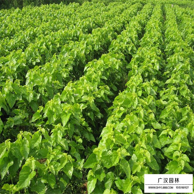 桑樹(shù)有哪些經(jīng)濟(jì)價(jià)值(圖3)