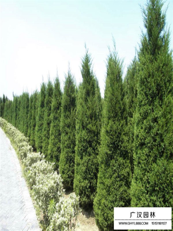 不同高度圓柏的價格(圖3)