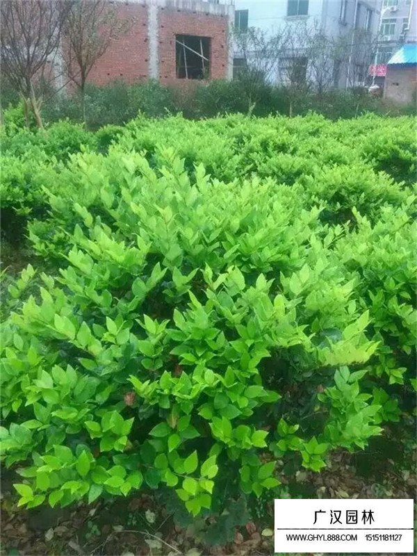 金森女貞杯苗的生長環(huán)境(圖3)